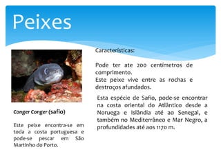 Peixes
Conger Conger (safio)
Características:
Pode ter ate 200 centímetros de
comprimento.
Este peixe vive entre as rochas e
destroços afundados.
Este peixe encontra-se em
toda a costa portuguesa e
pode-se pescar em São
Martinho do Porto.
Esta espécie de Safio, pode-se encontrar
na costa oriental do Atlântico desde a
Noruega e Islândia até ao Senegal, e
também no Mediterrâneo e Mar Negro, a
profundidades até aos 1170 m.
 