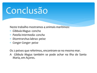 Neste trabalho mostramos 4 animais marítimos:
 Gibbula Magus- concha
 Patella intermedia- concha
 Dicentrarchus labrax- peixe
 Conger Conger- peixe
Os 2 peixes que referimos, encontram-se no mesmo mar.
A Gibbula Magus também se pode achar na ilha de Santa
Maria, em Açores.
Conclusão
 