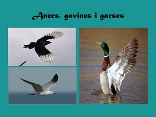 Anecs, gavines i garses
 