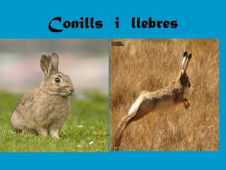 Conills i llebres
 