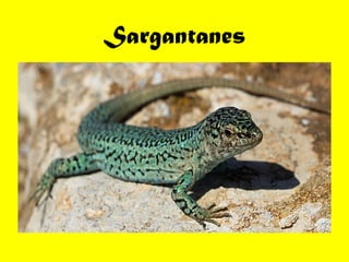 Sargantanes
 