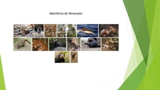Mamíferos de Venezuela
 