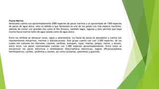 Fauna Marina
Venezuela cuenta con aproximadamente 2000 especies de peces marinos y un aproximado de 1300 especies
de peces de agua dulce, esto es debido a que Venezuela es uno de los países con más espacio marítimo,
además de contar con grandes ríos como el Río Orinoco, también lagos, lagunas y esto permite que haya
mucha fauna marina tanto de agua salada como de agua dulce.
Entre los anfibios se destacan ranas, sapos y salamandras. La fauna de peces es abundante y cuenta con
representantes estuarinos, marinos y dulceacuícolas. Este grupo cuenta con casi 3.000 especies, de los
cuales son comunes los tiburones, cazones, sardinas, arenques, rayas, mantas, pargos, meros, y atunes,
entre otros. Los peces continentales cuentan con 1.000 especies aproximadameente. Entre estos se
encuentran los peces eléctricos o tembladores (Electriphorus electricus), bagres (Phractocephalus
hemiliopterus), caribes, sardinitas y neones, así como cachamas, palometas y guavinas.
 
