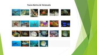 Fauna Marina de Venezuela
 
