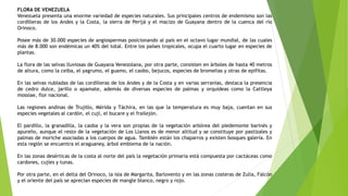 FLORA DE VENEZUELA
Venezuela presenta una enorme variedad de especies naturales. Sus principales centros de endemismo son las
cordilleras de los Andes y la Costa, la sierra de Perijá y el macizo de Guayana dentro de la cuenca del río
Orinoco.
Posee más de 30.000 especies de angiospermas posicionando al país en el octavo lugar mundial, de las cuales
más de 8.000 son endémicas un 40% del total. Entre los países tropicales, ocupa el cuarto lugar en especies de
plantas.
La flora de las selvas lluviosas de Guayana Venezolana, por otra parte, consisten en árboles de hasta 40 metros
de altura, como la ceiba, el yagrumo, el guamo, el caobo, bejucos, especies de bromelias y otras de epifitas.
En las selvas nubladas de las cordilleras de los Andes y de la Costa y en varias serranías, destaca la presencia
de cedro dulce, jarillo o apamate, además de diversas especies de palmas y orquídeas como la Cattleya
mossiae, flor nacional.
Las regiones andinas de Trujillo, Mérida y Táchira, en las que la temperatura es muy baja, cuentan en sus
especies vegetales al cardón, el cují, el bucare y el frailejón.
El pardillo, la granadilla, la caoba y la vera son propias de la vegetación arbórea del piedemonte barinés y
apureño, aunque el resto de la vegetación de Los Llanos es de menor altitud y se constituye por pastizales y
palmas de moriche asociadas a los cuerpos de agua. También están los chaparros y existen bosques galería. En
esta región se encuentra el araguaney, árbol emblema de la nación.
En las zonas desérticas de la costa al norte del país la vegetación primaria está compuesta por cactáceas como
cardones, cujíes y tunas.
Por otra parte, en el delta del Orinoco, la isla de Margarita, Barlovento y en las zonas costeras de Zulia, Falcón
y el oriente del país se aprecian especies de mangle blanco, negro y rojo.
 