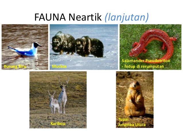 PERSEBARAN FAUNA  DI DUNIA