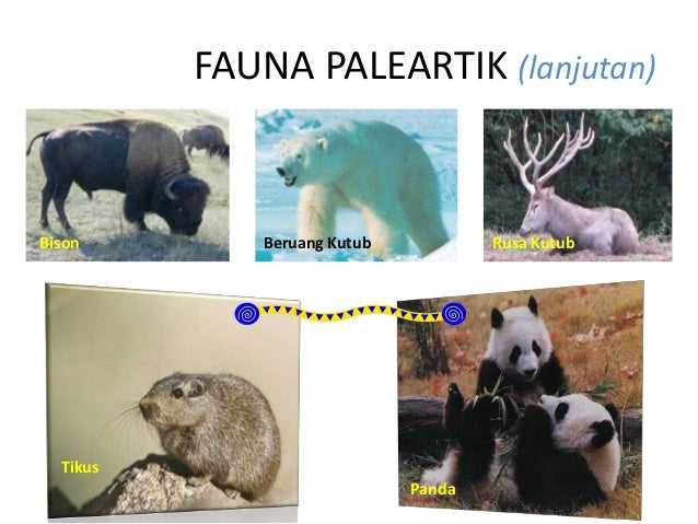 90 Koleksi Gambar Fauna Wilayah Neartik Gratis