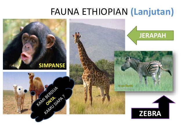 Unduh 47 Gambar Fauna Wilayah Ethiopian Paling Bagus Gratis