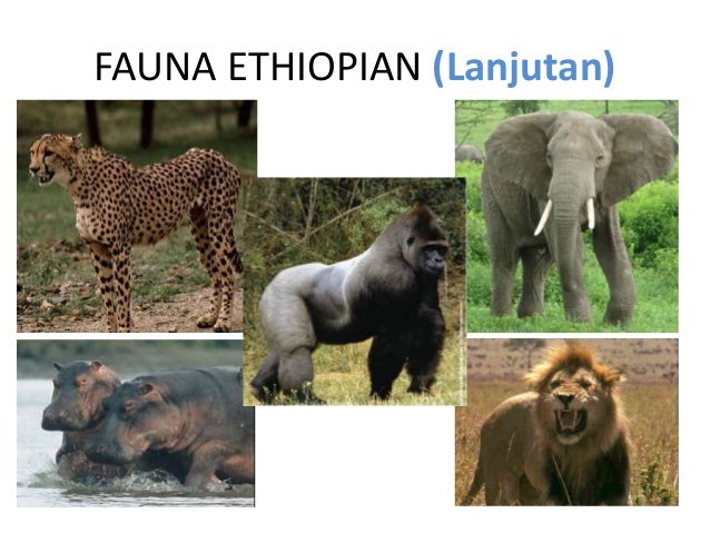 Unduh 47 Gambar Fauna  Wilayah Ethiopian  Paling Bagus 