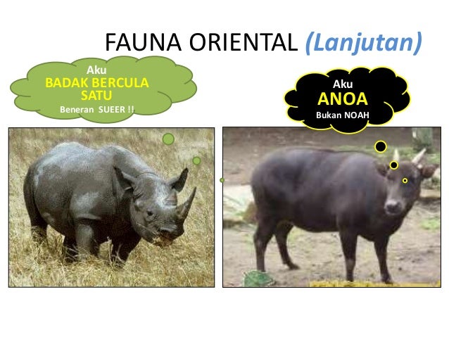 Download 7200 Koleksi Gambar Fauna Daerah Oriental Keren Gratis HD