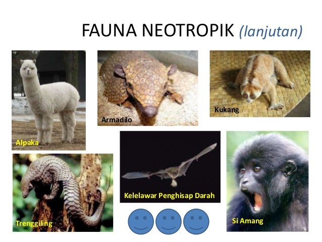 PERSEBARAN FAUNA  DI  DUNIA