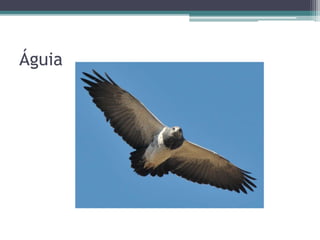 Victor Cabral - Áula de Português UNI3 Almafuerte
 