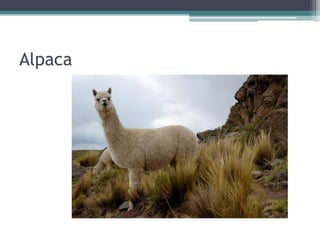 Victor Cabral - Áula de Português UNI3 Almafuerte
 