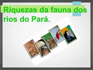 Riquezas da fauna dos
rios do Pará.
 