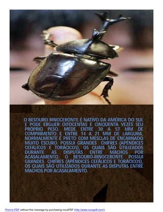 O BESOURO RINOCERONTE É NATIVO DA AMÉRICA DO SUL
E PODE ERGUER OITOCENTAS E CINQÜENTA VEZES SEU
PRÓPRIO PESO. MEDE ENTRE 30 A 57 MM DE
COMPRIMENTO E ENTRE 14 A 21 MM DE LARGURA,
NORMALMENTE É PRETO COM MESCLAS DE ENCARNADO
MUITO ESCURO. POSSUI GRANDES CHIFRES (APÊNDICES
CEFÁLICOS E TORÁCICOS), OS QUAIS SÃO UTILIZADOS
DURANTE AS DISPUTAS ENTRE MACHOS POR
ACASALAMENTO. O BESOURO-RINOCERONTE POSSUI
GRANDES CHIFRES (APÊNDICES CEFÁLICOS E TORÁCICOS),
OS QUAIS SÃO UTILIZADOS DURANTE AS DISPUTAS ENTRE
MACHOS POR ACASALAMENTO.

Print to PDF without this message by purchasing novaPDF (http://www.novapdf.com/)

 