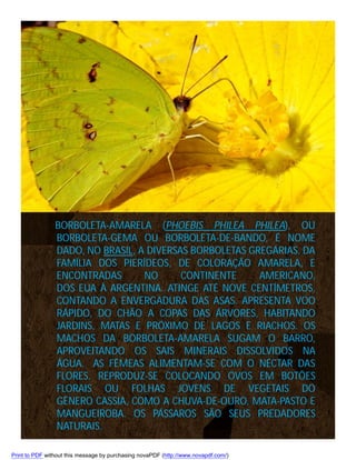 BORBOLETA-AMARELA (PHOEBIS PHILEA PHILEA), OU
BORBOLETA-GEMA OU BORBOLETA-DE-BANDO, É NOME
DADO, NO BRASIL, A DIVERSAS BORBOLETAS GREGÁRIAS, DA
FAMÍLIA DOS PIERÍDEOS, DE COLORAÇÃO AMARELA, E
ENCONTRADAS
NO
CONTINENTE
AMERICANO,
DOS EUA À ARGENTINA. ATINGE ATÉ NOVE CENTÍMETROS,
CONTANDO A ENVERGADURA DAS ASAS. APRESENTA VOO
RÁPIDO, DO CHÃO A COPAS DAS ÁRVORES, HABITANDO
JARDINS, MATAS E PRÓXIMO DE LAGOS E RIACHOS. OS
MACHOS DA BORBOLETA-AMARELA SUGAM O BARRO,
APROVEITANDO OS SAIS MINERAIS DISSOLVIDOS NA
ÁGUA. AS FÊMEAS ALIMENTAM-SE COM O NÉCTAR DAS
FLORES. REPRODUZ-SE COLOCANDO OVOS EM BOTÕES
FLORAIS OU FOLHAS JOVENS DE VEGETAIS DO
GÊNERO CASSIA, COMO A CHUVA-DE-OURO, MATA-PASTO E
MANGUEIROBA. OS PÁSSAROS SÃO SEUS PREDADORES
NATURAIS.
Print to PDF without this message by purchasing novaPDF (http://www.novapdf.com/)

 