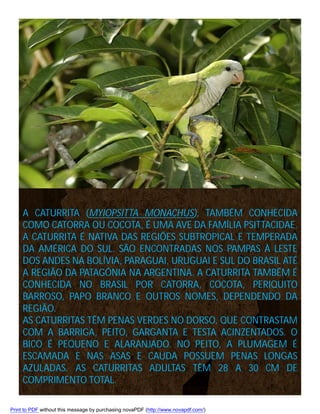 A CATURRITA (MYIOPSITTA MONACHUS), TAMBÉM CONHECIDA
COMO CATORRA OU COCOTA, É UMA AVE DA FAMÍLIA PSITTACIDAE.
A CATURRITA É NATIVA DAS REGIÕES SUBTROPICAL E TEMPERADA
DA AMÉRICA DO SUL. SÃO ENCONTRADAS NOS PAMPAS À LESTE
DOS ANDES NA BOLÍVIA, PARAGUAI, URUGUAI E SUL DO BRASIL ATÉ
A REGIÃO DA PATAGÔNIA NA ARGENTINA. A CATURRITA TAMBÉM É
CONHECIDA NO BRASIL POR CATORRA, COCOTA, PERIQUITO
BARROSO, PAPO BRANCO E OUTROS NOMES, DEPENDENDO DA
REGIÃO.
AS CATURRITAS TÊM PENAS VERDES NO DORSO, QUE CONTRASTAM
COM A BARRIGA, PEITO, GARGANTA E TESTA ACINZENTADOS. O
BICO É PEQUENO E ALARANJADO. NO PEITO, A PLUMAGEM É
ESCAMADA E NAS ASAS E CAUDA POSSUEM PENAS LONGAS
AZULADAS. AS CATURRITAS ADULTAS TÊM 28 A 30 CM DE
COMPRIMENTO TOTAL.
Print to PDF without this message by purchasing novaPDF (http://www.novapdf.com/)

 