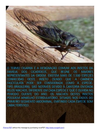 O TERMO CIGARRA É A DESIGNAÇÃO COMUM AOS INSETOS DA
FAMÍLIA DOS CICADÍDEOS, QUE REÚNE OS MAIORES
REPRESENTANTES DA ORDEM. EXISTEM MAIS DE 1.500 ESPÉCIES
CONHECIDAS DESTE INSETO (SENDO QUE A CARINETA
FASCICULATA PODE SER CONSIDERADA COMO A ESPÉCIETIPO BRASILEIRA). SÃO NOTÁVEIS DEVIDO À CANTORIA ENTOADA
PELOS MACHOS, DIFERENTE EM CADA ESPÉCIE E QUE É OUVIDA NO
PERÍODO QUENTE DO ANO. OS MACHOS DESTES INSETOS
POSSUEM APARELHO ESTRIDULATÓRIO, SITUADO NOS LADOS DO
PRIMEIRO SEGMENTO ABDOMINAL, EMITINDO CADA ESPÉCIE SOM
CARACTERÍSTICO.

Print to PDF without this message by purchasing novaPDF (http://www.novapdf.com/)

 
