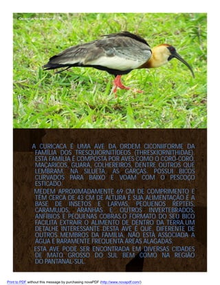 A CURICACA É UMA AVE DA ORDEM CICONIIFORME DA
FAMÍLIA DOS TRESQUIORNITÍDEOS (THRESKIORNITHIDAE).
ESTA FAMÍLIA É COMPOSTA POR AVES COMO O CORÓ-CORÓ,
MAÇARICOS, GUARÁ, COLHEREIROS, DENTRE OUTROS QUE
LEMBRAM, NA SILUETA, AS GARÇAS. POSSUI BICOS
CURVADOS PARA BAIXO E VOAM COM O PESCOÇO
ESTICADO.
MEDEM APROXIMADAMENTE 69 CM DE COMPRIMENTO E
TÊM CERCA DE 43 CM DE ALTURA E SUA ALIMENTAÇÃO É A
BASE DE INSETOS E LARVAS, PEQUENOS RÉPTEIS,
CARAMUJOS, ARANHAS E OUTROS INVERTEBRADOS,
ANFÍBIOS E PEQUENAS COBRAS.O FORMATO DO SEU BICO
FACILITA EXTRAIR O ALIMENTO DE DENTRO DA TERRA.UM
DETALHE INTERESSANTE DESTA AVE É QUE, DIFERENTE DE
OUTROS MEMBROS DA FAMÍLIA, NÃO ESTÁ ASSOCIADA A
ÁGUA E RARAMENTE FREQUENTA ÁREAS ALAGADAS.
ESTA AVE PODE SER ENCONTRADA EM DIVERSAS CIDADES
DE MATO GROSSO DO SUL BEM COMO NA REGIÃO
DO PANTANAL-SUL.
Print to PDF without this message by purchasing novaPDF (http://www.novapdf.com/)

 