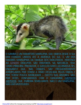 O GAMBÁ É UM MAMÍFERO MARSUPIAL QUE HABITA DESDE O SUL
DOS ESTADOS UNIDOS ATÉ A AMÉRICA DO SUL. É UM DOS
MAIORES MARSUPIAIS DA FAMÍLIA DOS DIDELFÍDEOS. PERTENCE
AO GÊNERO DIDELPHIS. SÃO ONÍVOROS. NA NATUREZA, TÊM,
COMO PRINCIPAL PREDADOR, O GATO-DO-MATO (LEOPARDUS SP.),
ENQUANTO QUE, NAS CIDADES, SÃO FREQUENTEMENTE
ATROPELADOS POR TEREM A VISÃO OFUSCADA PELOS FARÓIS E
POR TEREM POUCA MOBILIDADE – EXCETO NAS ÁRVORES. SÃO,
POR VEZES, CONFUNDIDOS COM O CANGAMBÁ (MEPHITIS
MEPHITIS), QUE, EMBORA SEMELHANTE, NÃO É UM MARSUPIAL,
MAS UM MUSTELÍDEO.

Print to PDF without this message by purchasing novaPDF (http://www.novapdf.com/)

 