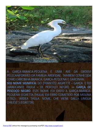A GARÇA-BRANCA-PEQUENA É UMA AVE DA ORDEM
PELECANIFORMES DA FAMÍLIA ARDEIDAE. TAMBÉM CONHECIDA
COMO GARCINHA-BRANCA, GARÇA-PEQUENA E GARCINHA.
SEU NOME SIGNIFICA: DO (FRANCÊS) AIGRETTE = GARÇA; E DO
(ARAUCANO) THULA = DE PESCOÇO NEGRO. ⇒ GARÇA DE
PESCOÇO NEGRO. ESTE NOME FOI DADO A GARÇA-BRANCAPEQUENA (EGRETTA THULA) EM ERRO COMETIDO POR MOLINA
(1782): “ARDEA THULA, NOME, CHE VIENE DALLA LINGUA
CHILESE”) (EGRETTA).

Print to PDF without this message by purchasing novaPDF (http://www.novapdf.com/)

 