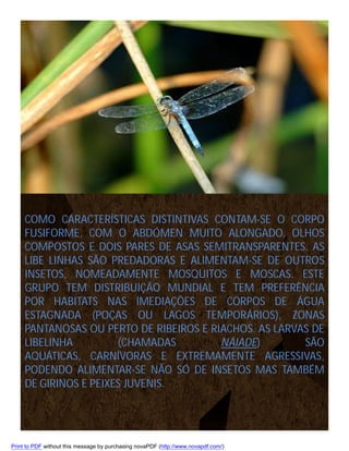 COMO CARACTERÍSTICAS DISTINTIVAS CONTAM-SE O CORPO
FUSIFORME, COM O ABDÓMEN MUITO ALONGADO, OLHOS
COMPOSTOS E DOIS PARES DE ASAS SEMITRANSPARENTES. AS
LIBE LINHAS SÃO PREDADORAS E ALIMENTAM-SE DE OUTROS
INSETOS, NOMEADAMENTE MOSQUITOS E MOSCAS. ESTE
GRUPO TEM DISTRIBUIÇÃO MUNDIAL E TEM PREFERÊNCIA
POR HABITATS NAS IMEDIAÇÕES DE CORPOS DE ÁGUA
ESTAGNADA (POÇAS OU LAGOS TEMPORÁRIOS), ZONAS
PANTANOSAS OU PERTO DE RIBEIROS E RIACHOS. AS LARVAS DE
LIBELINHA
(CHAMADAS
NÁIADE)
SÃO
AQUÁTICAS, CARNÍVORAS E EXTREMAMENTE AGRESSIVAS,
PODENDO ALIMENTAR-SE NÃO SÓ DE INSETOS MAS TAMBÉM
DE GIRINOS E PEIXES JUVENIS.

Print to PDF without this message by purchasing novaPDF (http://www.novapdf.com/)

 