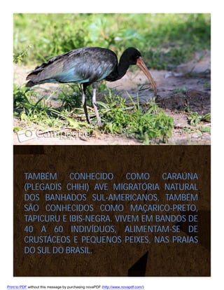 TAMBÉM CONHECIDO COMO CARAÚNA
(PLEGADIS CHIHI) AVE MIGRATÓRIA NATURAL
DOS BANHADOS SUL-AMERICANOS, TAMBÉM
SÃO CONHECIDOS COMO MAÇARICO-PRETO,
TAPICURU E IBIS-NEGRA. VIVEM EM BANDOS DE
40 A 60 INDIVÍDUOS, ALIMENTAM-SE DE
CRUSTÁCEOS E PEQUENOS PEIXES, NAS PRAIAS
DO SUL DO BRASIL.

Print to PDF without this message by purchasing novaPDF (http://www.novapdf.com/)

 