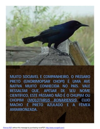 MUITO SOCIÁVEL E COMPANHEIRO, O PÁSSARO
PRETO (GNORIMOPSAR CHOPI) É UMA AVE
NATIVA MUITO CONHECIDA NO PAÍS. VALE
RESSALTAR QUE, APESAR DE SEU NOME
CIENTÍFICO, ESTE PÁSSARO NÃO É O CHUPIM OU
CHOPIM (MOLOTHRUS BONARIENSIS), CUJO
MACHO É PRETO AZULADO E A FÊMEA
AMARRONZADA.

Print to PDF without this message by purchasing novaPDF (http://www.novapdf.com/)

 