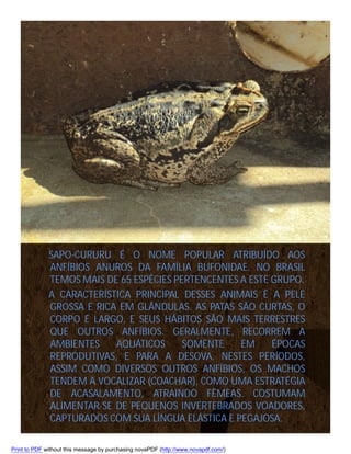 SAPO-CURURU É O NOME POPULAR ATRIBUÍDO AOS
ANFÍBIOS ANUROS DA FAMÍLIA BUFONIDAE. NO BRASIL
TEMOS MAIS DE 65 ESPÉCIES PERTENCENTES A ESTE GRUPO.
A CARACTERÍSTICA PRINCIPAL DESSES ANIMAIS É A PELE
GROSSA E RICA EM GLÂNDULAS. AS PATAS SÃO CURTAS, O
CORPO É LARGO, E SEUS HÁBITOS SÃO MAIS TERRESTRES
QUE OUTROS ANFÍBIOS. GERALMENTE, RECORREM A
AMBIENTES
AQUÁTICOS
SOMENTE
EM
ÉPOCAS
REPRODUTIVAS, E PARA A DESOVA. NESTES PERÍODOS,
ASSIM COMO DIVERSOS OUTROS ANFÍBIOS, OS MACHOS
TENDEM A VOCALIZAR (COACHAR), COMO UMA ESTRATÉGIA
DE ACASALAMENTO, ATRAINDO FÊMEAS. COSTUMAM
ALIMENTAR-SE DE PEQUENOS INVERTEBRADOS VOADORES,
CAPTURADOS COM SUA LÍNGUA ELÁSTICA E PEGAJOSA.
Print to PDF without this message by purchasing novaPDF (http://www.novapdf.com/)

 