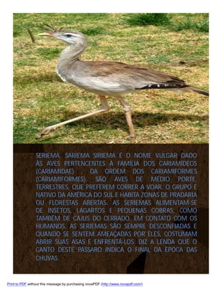SERIEMA, SARIEMA SIRIEMA É O NOME VULGAR DADO
ÀS AVES PERTENCENTES À FAMÍLIA DOS CARIAMÍDEOS
(CARIAMIDAE) , DA ORDEM DOS CARIAMIFORMES
(CARIAMIFORMES). SÃO AVES DE MÉDIO PORTE,
TERRESTRES, QUE PREFEREM CORRER A VOAR. O GRUPO É
NATIVO DA AMÉRICA DO SUL E HABITA ZONAS DE PRADARIA
OU FLORESTAS ABERTAS. AS SERIEMAS ALIMENTAM-SE
DE INSETOS, LAGARTOS E PEQUENAS COBRAS, COMO
TAMBÉM DE CAJUS DO CERRADO. EM CONTATO COM OS
HUMANOS, AS SERIEMAS SÃO SEMPRE DESCONFIADAS E
QUANDO SE SENTEM AMEAÇADAS POR ELES, COSTUMAM
ABRIR SUAS ASAS E ENFRENTÁ-LOS. DIZ A LENDA QUE O
CANTO DESTE PÁSSARO INDICA O FINAL DA ÉPOCA DAS
CHUVAS.

Print to PDF without this message by purchasing novaPDF (http://www.novapdf.com/)

 