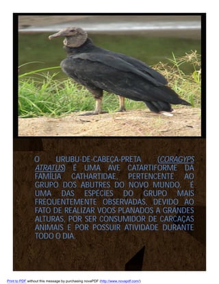 O
URUBU-DE-CABEÇA-PRETA
(CORAGYPS
ATRATUS) É UMA AVE CATARTIFORME DA
FAMÍLIA CATHARTIDAE, PERTENCENTE AO
GRUPO DOS ABUTRES DO NOVO MUNDO. É
UMA DAS ESPÉCIES DO GRUPO MAIS
FREQUENTEMENTE OBSERVADAS, DEVIDO AO
FATO DE REALIZAR VOOS PLANADOS A GRANDES
ALTURAS, POR SER CONSUMIDOR DE CARCAÇAS
ANIMAIS E POR POSSUIR ATIVIDADE DURANTE
TODO O DIA.

Print to PDF without this message by purchasing novaPDF (http://www.novapdf.com/)

 