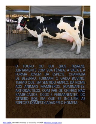 O TOURO OU BOI (BOS TAURUS),
JUNTAMENTE COM SUA FÊMEA, A VACA E A
FORMA JOVEM DA ESPÉCIE, CHAMADA
DE BEZERRO, FORMAM O GADO BOVINO,
TERMO QUE, EM SENTIDO AMPLO, DÁ NOME
AOS ANIMAIS MAMÍFEROS, RUMINANTES,
ARTIODÁCTILOS, COM PAR DE CHIFRES NÃO
RAMIFICADOS, OCOS E PERMANENTES, DO
GÊNERO BOS EM QUE SE INCLUEM AS
ESPÉCIES DOMESTICADAS PELO HOMEM.

Print to PDF without this message by purchasing novaPDF (http://www.novapdf.com/)

 