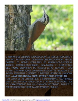 O ARAPAÇU-DE-CERRADO (LEPIDOCOLAPTES ANGUSTIROSTRIS) É
UMA AVE PASSERIFORME DA FAMÍLIA DENDROCOLAPTIDAE. RECEBE,
TAMBÉM, OS NOMES POPULARES DE ARAPAÇU-DE-SUPERCÍLIOBRANCO, ARAPAÇU-DO-CERRADO, CATA-BARATA E CUTIA-DE-PAU.
SEU NOME SIGNIFICA: DO (GREGO) LEPIS, LEPIDOS = COM
ESCALA, COM MARCAÇÕES, COM LISTAS; EKOLAPTËS = BICADOR; E DO
(LATIM) ANGUSTUS = ESTREITO; E ROSTRIS, ROSTRUM = BICADOR,
BICO. ⇒AVE BICADORA COM LISTAS E BICO ESTREITO.
TEM CERCA DE 20 CENTÍMETROS. É INCONFUNDÍVEL PELO BRANCO
MUITO VIVO DA FAIXA SUPRA-OCULAR E DAS PARTES INFERIORES. SUA
VOZ CARACTERIZA-SE POR UM CHAMADO MELODIOSO “DJÜ-RÜT” E
POR MELANCÓLICOS TREMULANTES ASSOBIOS, “DRÜIÜ”.

Print to PDF without this message by purchasing novaPDF (http://www.novapdf.com/)

 