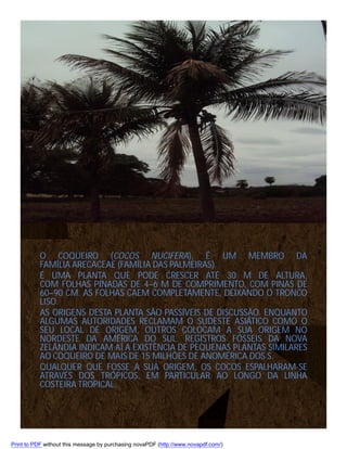 O COQUEIRO (COCOS NUCIFERA), É UM MEMBRO DA
FAMÍLIA ARECACEAE (FAMÍLIA DAS PALMEIRAS).
É UMA PLANTA QUE PODE CRESCER ATÉ 30 M DE ALTURA,
COM FOLHAS PINADAS DE 4–6 M DE COMPRIMENTO, COM PINAS DE
60–90 CM. AS FOLHAS CAEM COMPLETAMENTE, DEIXANDO O TRONCO
LISO.
AS ORIGENS DESTA PLANTA SÃO PASSÍVEIS DE DISCUSSÃO. ENQUANTO
ALGUMAS AUTORIDADES RECLAMAM O SUDESTE ASIÁTICO COMO O
SEU LOCAL DE ORIGEM, OUTROS COLOCAM A SUA ORIGEM NO
NORDESTE DA AMÉRICA DO SUL. REGISTROS FÓSSEIS DA NOVA
ZELÂNDIA INDICAM AÍ A EXISTÊNCIA DE PEQUENAS PLANTAS SIMILARES
AO COQUEIRO DE MAIS DE 15 MILHÕES DE ANOMÉRICA DOS S.
QUALQUER QUE FOSSE A SUA ORIGEM, OS COCOS ESPALHARAM-SE
ATRAVÉS DOS TRÓPICOS, EM PARTICULAR AO LONGO DA LINHA
COSTEIRA TROPICAL.

Print to PDF without this message by purchasing novaPDF (http://www.novapdf.com/)

 