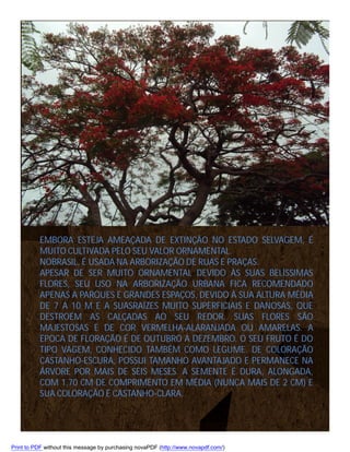EMBORA ESTEJA AMEAÇADA DE EXTINÇÃO NO ESTADO SELVAGEM, É
MUITO CULTIVADA PELO SEU VALOR ORNAMENTAL.
NOBRASIL, É USADA NA ARBORIZAÇÃO DE RUAS E PRAÇAS.
APESAR DE SER MUITO ORNAMENTAL DEVIDO ÀS SUAS BELÍSSIMAS
FLORES, SEU USO NA ARBORIZAÇÃO URBANA FICA RECOMENDADO
APENAS A PARQUES E GRANDES ESPAÇOS, DEVIDO À SUA ALTURA MÉDIA
DE 7 A 10 M E A SUASRAÍZES MUITO SUPERFICIAIS E DANOSAS, QUE
DESTROEM AS CALÇADAS AO SEU REDOR. SUAS FLORES SÃO
MAJESTOSAS E DE COR VERMELHA-ALARANJADA OU AMARELAS. A
ÉPOCA DE FLORAÇÃO É DE OUTUBRO A DEZEMBRO. O SEU FRUTO É DO
TIPO VAGEM, CONHECIDO TAMBÉM COMO LEGUME. DE COLORAÇÃO
CASTANHO-ESCURA, POSSUI TAMANHO AVANTAJADO E PERMANECE NA
ÁRVORE POR MAIS DE SEIS MESES. A SEMENTE É DURA, ALONGADA,
COM 1,70 CM DE COMPRIMENTO EM MÉDIA (NUNCA MAIS DE 2 CM) E
SUA COLORAÇÃO É CASTANHO-CLARA.

Print to PDF without this message by purchasing novaPDF (http://www.novapdf.com/)

 