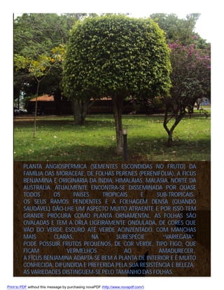 PLANTA ANGIOSPÉRMICA (SEMENTES ESCONDIDAS NO FRUTO) DA
FAMÍLIA DAS MORACEAE, DE FOLHAS PERENES (PERENIFÓLIA), A FICUS
BENJAMINA É ORIGINÁRIA DA ÍNDIA, HIMALAIAS, MALÁSIA, NORTE DA
AUSTRÁLIA. ATUALMENTE ENCONTRA-SE DISSEMINADA POR QUASE
TODOS
OS
PAÍSES
TROPICAIS
E
SUB-TROPICAIS.
OS SEUS RAMOS PENDENTES E A FOLHAGEM DENSA (QUANDO
SAUDÁVEL) DÃO-LHE UM ASPECTO MUITO ATRAENTE E POR ISSO TEM
GRANDE PROCURA COMO PLANTA ORNAMENTAL. AS FOLHAS SÃO
OVALADAS E TEM A ORLA LIGEIRAMENTE ONDULADA, DE CORES QUE
VÃO DO VERDE ESCURO ATÉ VERDE ACINZENTADO, COM MANCHAS
MAIS
CLARAS,
NA
SUBESPÉCIE
“VARIEGATA”.
PODE POSSUIR FRUTOS PEQUENOS, DE COR VERDE, TIPO FIGO, QUE
FICAM
VERMELHOS
AO
AMADURECER.
A FÍCUS BENJAMINA ADAPTA-SE BEM A PLANTA DE INTERIOR E É MUITO
CONHECIDA, DIFUNDIDA E PREFERIDA PELA SUA RESISTÊNCIA E BELEZA.
AS VARIEDADES DISTINGUEM-SE PELO TAMANHO DAS FOLHAS.
Print to PDF without this message by purchasing novaPDF (http://www.novapdf.com/)

 