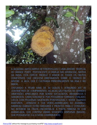 A JAQUEIRA (ARTOCARPUS HETEROPHYLLUS) É UMA ÁRVORE TROPICAL
DE GRANDE PORTE, PERTENCENTE À FAMÍLIA DAS MORACEAE, NATIVA
DA ÍNDIA. ESTA ESPÉCIE PRODUZ O MAIOR DE TODOS OS FRUTOS
COMESTÍVEIS QUE CRESCEM DIRETAMENTE SOBRE O TRONCO DE
ÁRVORE, A JACA, QUE É CULTIVADA PRINCIPALMENTE NA ÁSIA E NO
BRASIL.
CHEGANDO A PESAR MAIS DE 30 QUILOS E ATINGINDO ATÉ 40
CENTÍMETROS DE COMPRIMENTO, AS JACAS SÃO FRUTOS DE GRANDES
DIMENSÕES APRECIADOS POR SEREM SUCULENTOS, AROMÁTICOS E
SABOROSOS. CARACTERIZAM-SE POR POSSUÍREM FORMATO OVALADO,
CASCA COM PEQUENAS SALIÊNCIAS PONTIAGUDAS E VERDE QUANDO
IMATUROS. ATINGEM A COR VERDE-AMARELADO AO AMARELOMARROM QUANDO ESTÃO MADUROS E PRONTOS PARA O CONSUMO.
NO INTERIOR DA FRUTA ENCONTRA-SE A POLPA FIBROSA DE COR
AMARELADA, QUE CONTÉM VÁRIAS SEMENTES DISPERSAS (BAGOS),
QUE POSSUEM DE 2 A 3 CM DE COMPRIMENTO.

Print to PDF without this message by purchasing novaPDF (http://www.novapdf.com/)

 