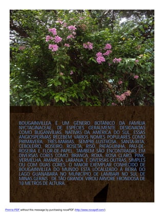 BOUGAINVILLEA É UM GÊNERO BOTÂNICO DA FAMÍLIA
NYCTAGINACEAE, DE ESPÉCIES GERALMENTE DESIGNADAS
COMO BUGANVÍLIAS. NATIVAS DA AMÉRICA DO SUL, ESSAS
ANGIOSPERMAS RECEBEM VÁRIOS NOMES POPULARES COMO
PRIMAVERA, TRÊS-MARIAS, SEMPRE-LUSTROSA, SANTA-RITA,
CEBOLEIRO, ROSEIRO, ROSETA, RISO, PATAGUINHA, PAU-DEROSEIRA E FLOR-DE-PAPEL. TAMBÉM SÃO ENCONTRADAS EM
DIVERSAS CORES COMO: BRANCA, ROXA, ROSA CLARO, PINK,
VERMELHA, AMARELA, LARANJA, E DIVERSAS OUTRAS, SIMPLES
OU COM DUAS CORES. O MAIOR EXEMPLAR CONHECIDO DE
BOUGAINVILLEA DO MUNDO ESTÁ LOCALIZADO Á BEIRA DO
LAGO GUANABARA NO MUNICÍPIO DE LAMBARI NO SUL DE
MINAS GERAIS ; DE TÃO GRANDE VIROU ÁRVORE FRONDOSA DE
18 METROS DE ALTURA.

Print to PDF without this message by purchasing novaPDF (http://www.novapdf.com/)

 
