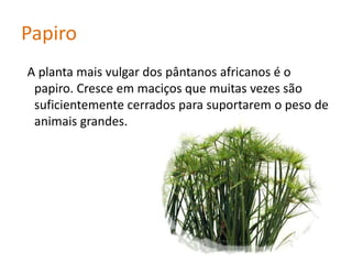 AloeMaculata A aloemaculata é natural da África do Sul, precisamente da região do Cabo e é reconhecida pelas suas folhas largas e pintalgadas de verde. As suas cores podem variar entre o verde-claro, o castanho ou vermelho - escuro, dependendo se ela cresce à sombra ou em pleno sol e dependendo do tipo de solo ou da quantidade de água que tem disponível ao longo do ano. Raramente cresce acima dos trinta centímetros podendo chegar aos sessenta a noventa centímetros, se contarmos com a inflorescência.
