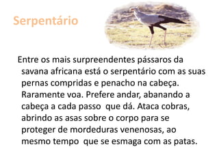 Mafalda NunesFauna de África