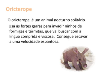 Serpentário  Entre os mais surpreendentes pássaros da savana africana está o serpentário com as suas pernas compridas e penacho na cabeça. Raramente voa. Prefere andar, abanando a cabeça a cada passo  que dá. Ataca cobras, abrindo as asas sobre o corpo para se proteger de mordeduras venenosas, ao mesmo tempo  que se esmaga com as patas.