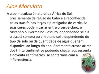 WelwitschiaÉ uma planta rasteira, tem um caule lenhoso que não cresce, uma enorme raiz aprumada e duas folhas apenas, provenientes dos cotilédones da semente; as folhas, em forma de fita larga, continuam a crescer durante toda a vida da planta, uma vez que possuem meristemas basais. Com o tempo, as folhas podem atingir mais de dois metros de comprimento e tornam-se esfarrapadas nas extremidades. É difícil avaliar a idade que estas plantas atingem, mas pensa-se que possam viver mais de 1000 anos