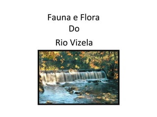 Fauna e Flora Do Rio Vizela 