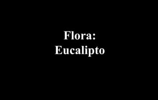 Flora:
Eucalipto
 