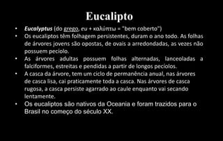 Eucalipto
• Eucalyptus (do grego, eu + καλύπτω = "bem coberto")
• Os eucaliptos têm folhagem persistentes, duram o ano todo. As folhas
de árvores jovens são opostas, de ovais a arredondadas, as vezes não
possuem pecíolo.
• As árvores adultas possuem folhas alternadas, lanceoladas a
falciformes, estreitas e pendidas a partir de longos pecíolos.
• A casca da árvore, tem um ciclo de permanência anual, nas árvores
de casca lisa, cai praticamente toda a casca. Nas árvores de casca
rugosa, a casca persiste agarrado ao caule enquanto vai secando
lentamente.
• Os eucaliptos são nativos da Oceania e foram trazidos para o
Brasil no começo do século XX.
 