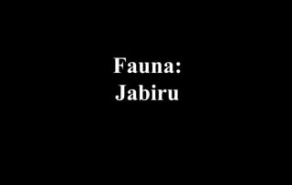 Fauna:
Jabiru
 