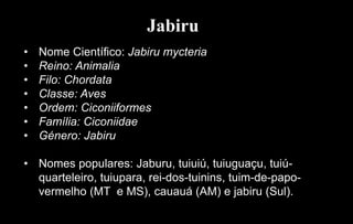 Jabiru
• Nome Científico: Jabiru mycteria
• Reino: Animalia
• Filo: Chordata
• Classe: Aves
• Ordem: Ciconiiformes
• Família: Ciconiidae
• Género: Jabiru
• Nomes populares: Jaburu, tuiuiú, tuiuguaçu, tuiú-
quarteleiro, tuiupara, rei-dos-tuinins, tuim-de-papo-
vermelho (MT e MS), cauauá (AM) e jabiru (Sul).
 