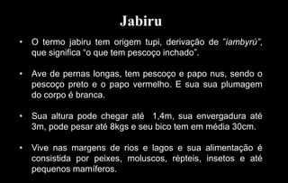 Jabiru
• O termo jabiru tem origem tupi, derivação de ”iambyrú”,
que significa “o que tem pescoço inchado”.
• Ave de pernas longas, tem pescoço e papo nus, sendo o
pescoço preto e o papo vermelho. E sua sua plumagem
do corpo é branca.
• Sua altura pode chegar até 1,4m, sua envergadura até
3m, pode pesar até 8kgs e seu bico tem em média 30cm.
• Vive nas margens de rios e lagos e sua alimentação é
consistida por peixes, moluscos, répteis, insetos e até
pequenos mamíferos.
 