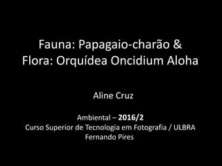 Fauna: Papagaio-charão &
Flora: Orquídea Oncidium Aloha
Aline Cruz
Ambiental – 2016/2
Curso Superior de Tecnologia em Fotografia / ULBRA
Fernando Pires
 