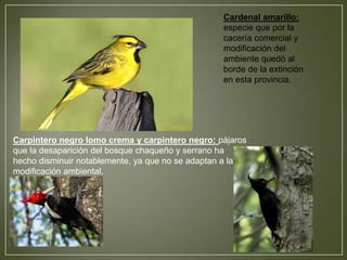 Cardenal amarillo:
especie que por la
cacería comercial y
modificación del
ambiente quedó al
borde de la extinción
en esta provincia.

Carpintero negro lomo crema y carpintero negro: pájaros
que la desaparición del bosque chaqueño y serrano ha
hecho disminuir notablemente, ya que no se adaptan a la
modificación ambiental.

 